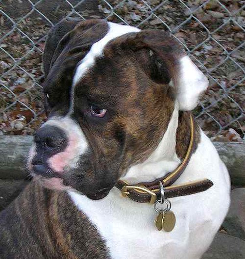 Boxer Hundehalsband Leder