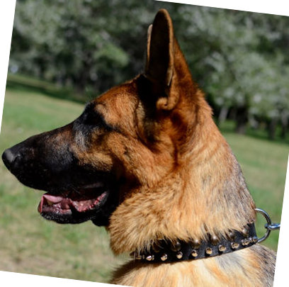 big leather spiked dog collar for GSD