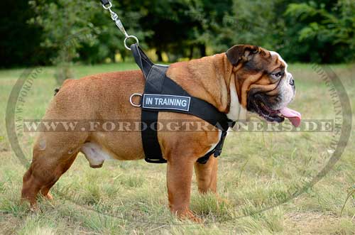 Bestseller Hundegeschirr aus Nylon für Englische Bulldogge