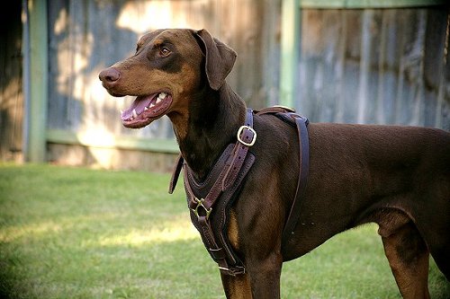 Bestseller Edles Hundegeschirr aus Leder für Dobermann