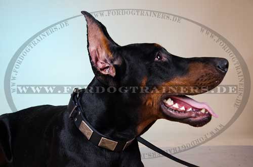 Nieten Halsband für Dobermann