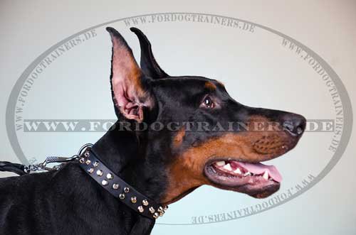 Dobermann Hunde Halsband Leder - zum Schließen ins Bild klicken