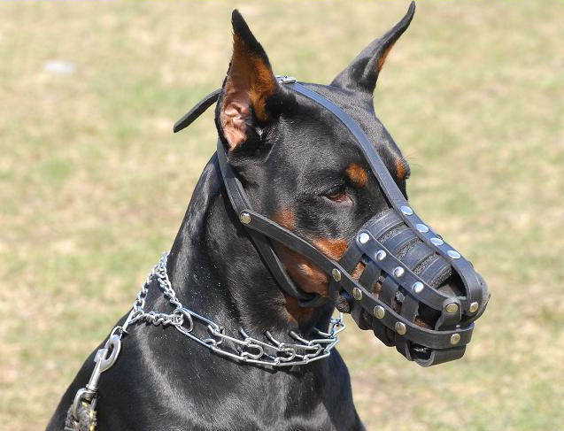 Bestseller Dobermann Maulkorb aus Leder, sehr weiches Nasegebiet ✿ - zum Schließen ins Bild klicken