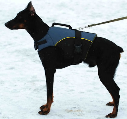 Dobermann Outdoor dog harness for tracking H13