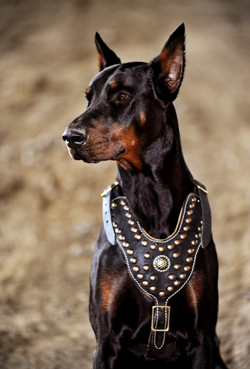 Doberman royal leather dog harrness, super harness for doberman, studded