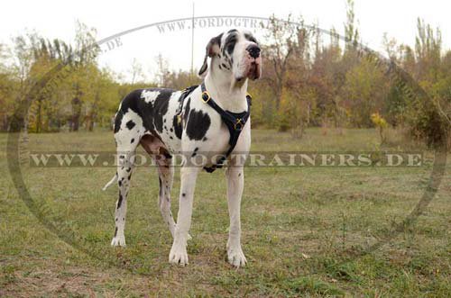 Tracking harness leather for Great Dane