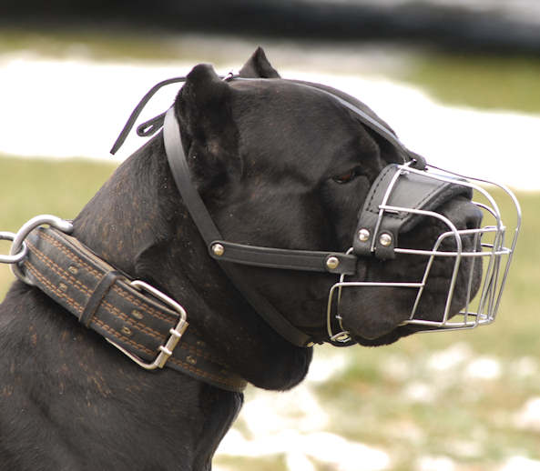 Wire Basket Dog Muzzle for Cane Corso