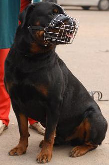 Rottweiler Wire Basket dog muzzle