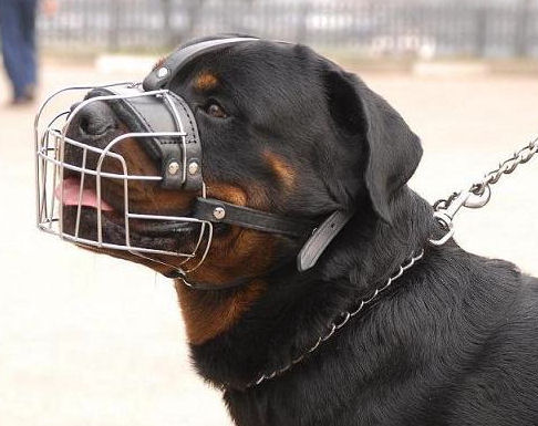 Bestseller! Drahtmaulkorb für Rottweiler, Beißkorb für freies Hecheln! - zum Schließen ins Bild klicken