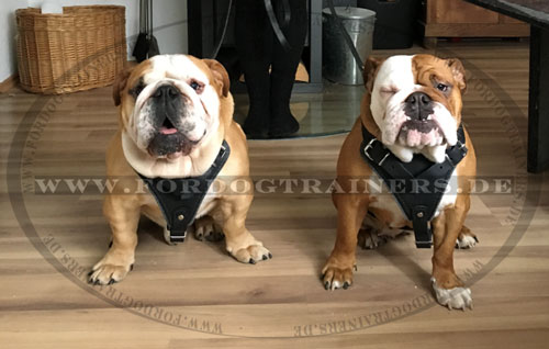 Protection Dog Harness of Leather for English Bulldog