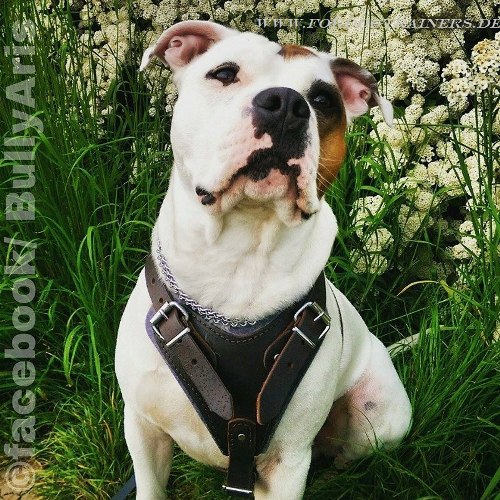 Protection Dog Harness of Leather for English Bulldog