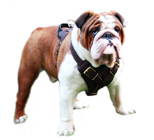 Protection Dog Harness of Leather for English Bulldog