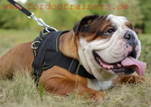 English Bulldog harness nylon with handle