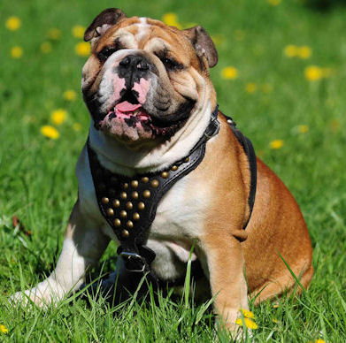 Hundegeschirr Leder für Englische Bulldogge