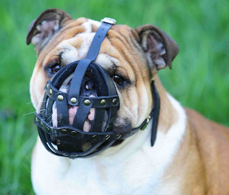 M41 Light leather dog muzzle