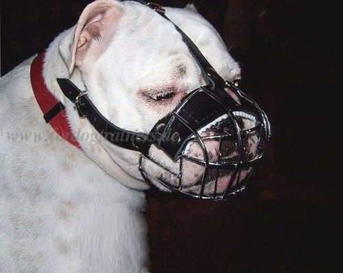 Bestseller Drahtmaulkorb für Englische Bulldogge - zum Schließen ins Bild klicken