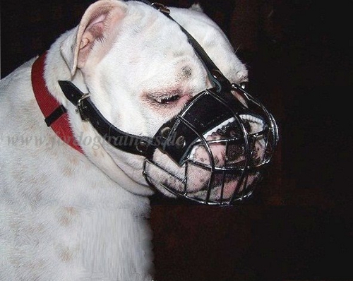 Wire Basket Dog Muzzle for Englisch Bulldog