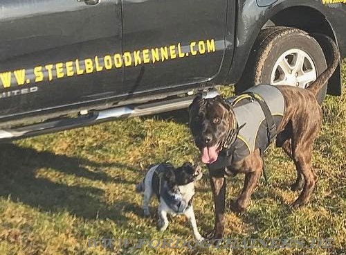 Hundeweste aus Nylon für American Bandog Mastiff - zum Schließen ins Bild klicken