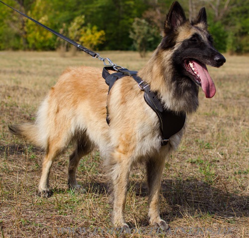 Tervuren Leather Dog Harness for K9 and Schutzhund
