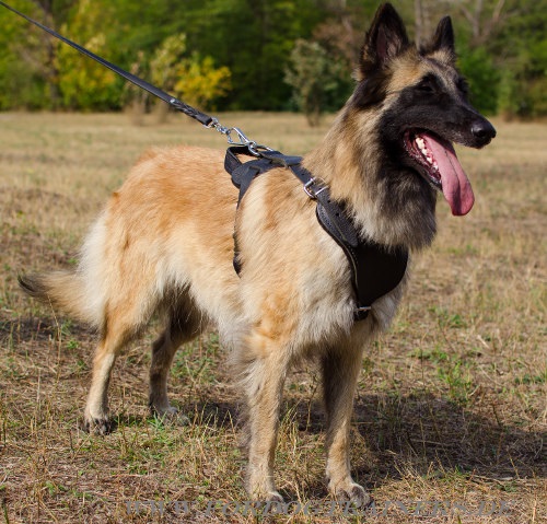 Tervueren Hundegeschirr für K9 und Schutzhund