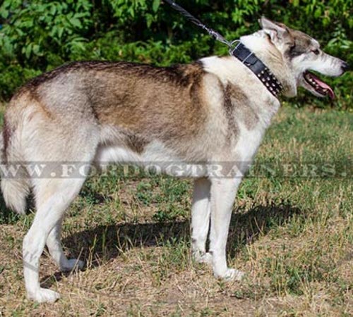 Extra Breites Lederhalsband mit Spikes für Laika Neu