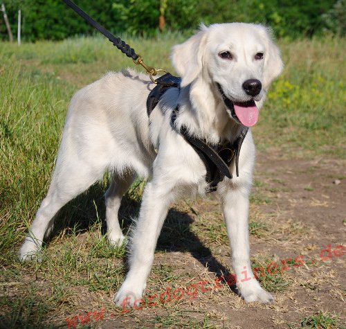 Bestseller Fährtengeschirr für Labrador und andere. Laufgeschirr! - zum Schließen ins Bild klicken