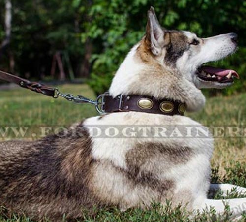 Vintage Halsband für West Siberian Laika aus Leder - zum Schließen ins Bild klicken