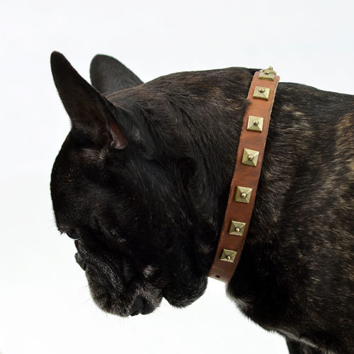 Nietenhalsband Leder | Französische Bulldogge Halsband Nieten - zum Schließen ins Bild klicken