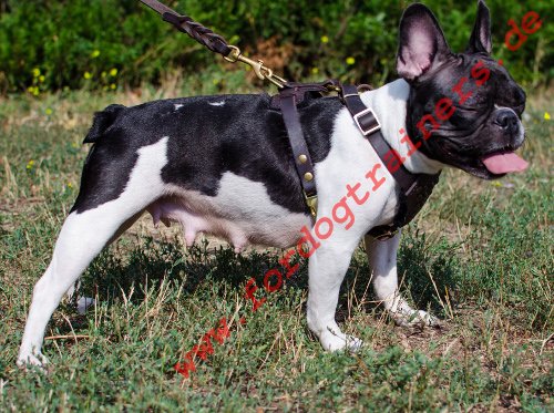 Bestseller Hundegeschirr aus Leder für Französische Bulldogge