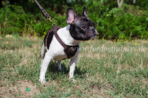 Bestseller Hundegeschirr aus Leder für Französische Bulldogge