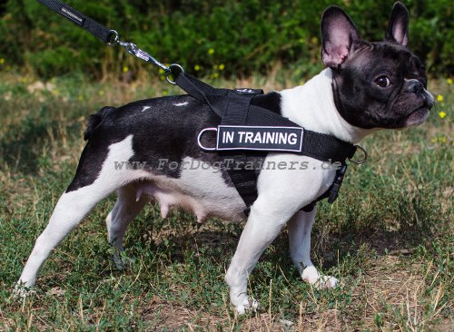 Hundegeschirr Französosche Bulldogge mit Logos