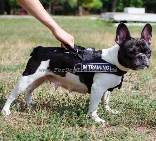 Hundegeschirr Französosche Bulldogge mit Logos