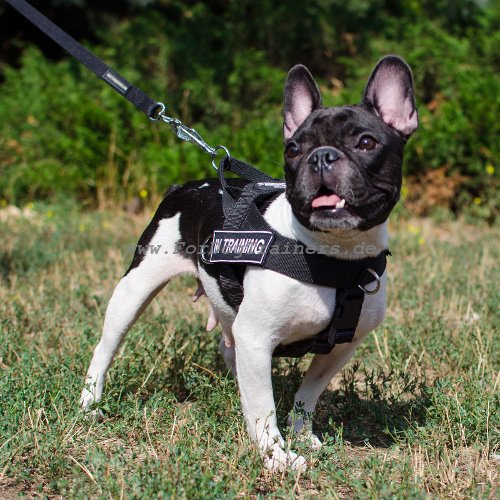 Hundegeschirr Französosche Bulldogge mit Logos - zum Schließen ins Bild klicken
