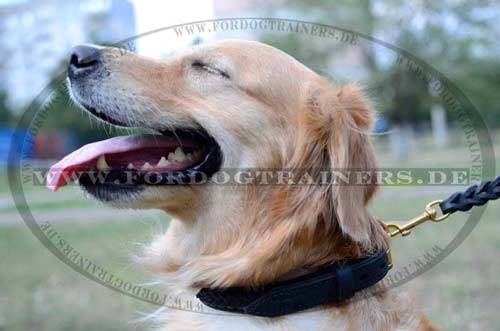 Golden Retriever leather collar braided