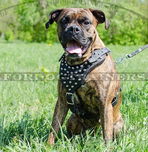 Boxer Nieten Hundegeschirr aus Leder - zum Schließen ins Bild klicken