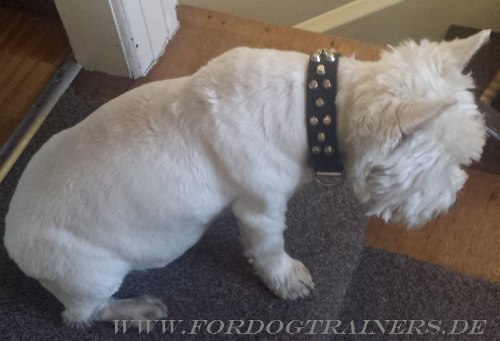 Bestseller Nieten Hundehalsband für West Highland White Terrier - zum Schließen ins Bild klicken