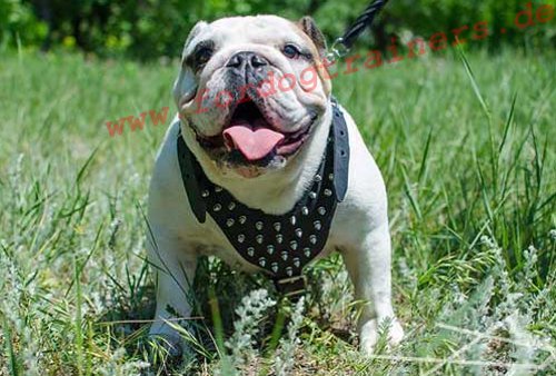 Englische Bulldogge Hundegeschirr mit Spikes - zum Schließen ins Bild klicken