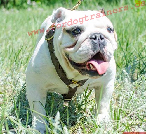 Englische Bulldogge Geschirr von Hand gefertigtes