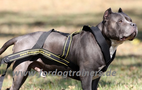 Bestseller Pitbull Nylon Geschirr für Zugsport