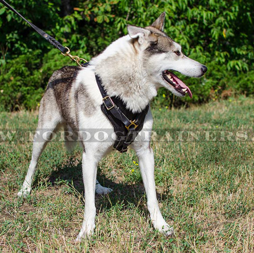 Bequemes Hundegeschirr für Laika und Akita