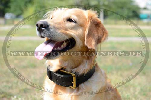 Golden Retriever Hundehalsband Leder Extra Breit