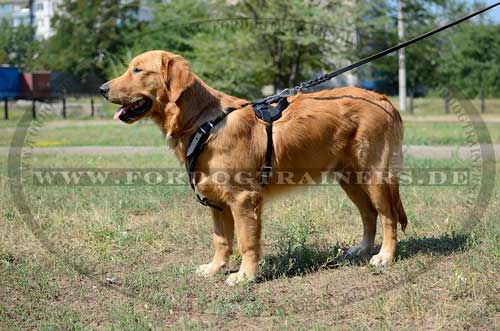 Bestseller Geschirr Leder für Hundesport | Golden Retriever Hunde Geschirr