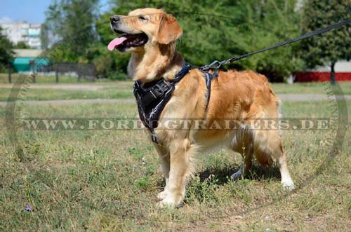 Geschirr Leder Golden Retriever | Retriever Zuggeschirr Design - zum Schließen ins Bild klicken