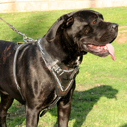 Cane Corso Geschirr