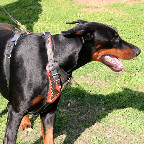 Dobermann Hundegeschirr