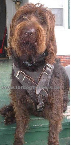 Leather Dog Harness for Schutzhund and Attack