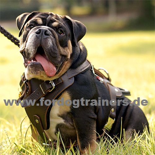 Leather Dog Harness for Schutzhund and Attack