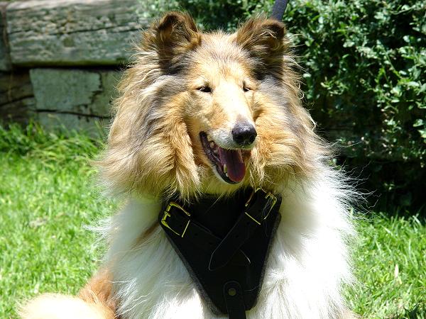 Hundegeschirr aus Leder für Collie - zum Schließen ins Bild klicken