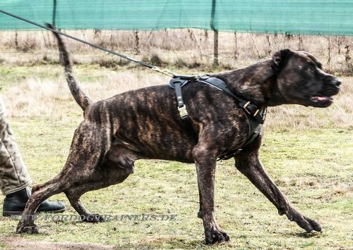 Hundegeschirr aus Leder für Mastiff