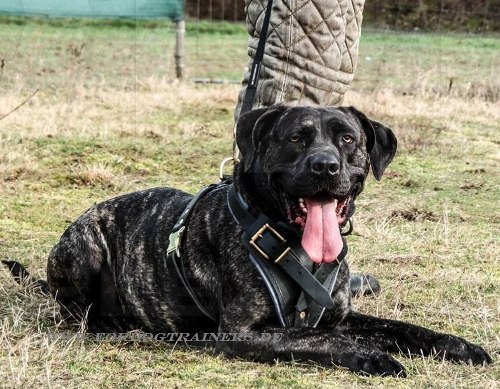 Hundegeschirr aus Leder für Mastiff